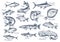 Vector sketch icons of fish of river or sea