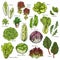 Vector sketch icons set of salads leafy vegetables