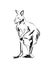 Vector sketch of a kangaroo