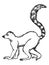 Vector sketch of lemur