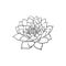 Vector sketch lotus flower blossom blooming