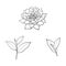 Vector sketch lotus flower, tea leaves set