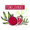Vector sketch pomegranate fruit decorated with leaves. Hand drawn vector illustration for labels, restaurant menu