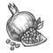 Vector sketch pomegranate fruit, pencil hatching design