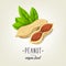 Vector sketch of realistic peanut with leaves and seeds. Drawn nuts icon on background.