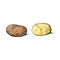 Vector sketch ripe raw potato set isolated