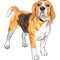 Vector sketch serious dog Beagle breed