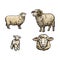 Vector sketch sheep, lamb horned ram set