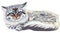 Vector Sketch Siberian cat color-point (Neva Masqu