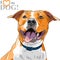 Vector sketch smiling dog American Staffordshire T