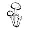 Vector sketch of three honey fungus agarics black and white outline of mushrooms isolated on a white background drawing. Ink,