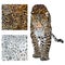 Vector sketch of walks leopard.Seamless leo pattern.Animal skin texture print.