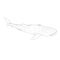 Vector Sketch Whale Shark. Rhincodon Typus
