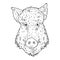 Vector Sketch Wild Boars Head Illustration