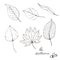 Vector sketches of different autumn leaves isolated on the white background.