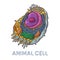 Vector sketching illustrations. Schematic structure of animal cell.