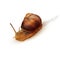 Vector snail crawling on a white background