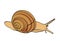 vector snail - isolated
