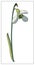 Vector snowdrop. Isolated object on a white background