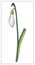 Vector snowdrop. Isolated object on a white background