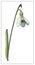 Vector snowdrop. Isolated object on a white background