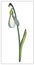 Vector snowdrop. Isolated object on a white background