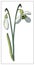 Vector snowdrop. Isolated object on a white background