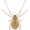 Vector spider cheiracanthium insect species illustration on white