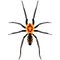 Vector spider exotic dipluridae insect species illustration