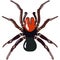 Vector spider exotic missulena species illustration on white