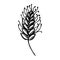 vector spikelet of wheat in black and white. Minimalistic botanical illustration, hand drawing