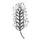 vector spikelet of wheat in black and white. Minimalistic botanical illustration, hand drawing