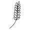 vector spikelet of wheat in black and white. Minimalistic botanical illustration, hand drawing