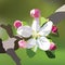 Vector Spring Apple or Cherry flowers blossom tree branch