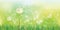 Vector spring background with white dandelions.