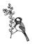 Vector spring sketch. Great tit sitting on blooming willow branches illustration. Hand drawn wildlife design in engraved style.