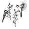 Vector spring sketches set. Two great tit on blooming willow branches illustration. Hand drawn wildlife design in engraved style.