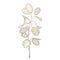 Vector stem of outline Lunaria or Honesty or moonwort dried flower bunch in pastel beige isolated on white background.