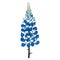 Vector stem with outline Lupin or Lupine or Texas Bluebonnet ornate flower bunch with bud in pastel blue isolated on white.