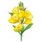 Vector stem of outline ornate Oenothera or evening primrose flower bunch with bud and leaf in yellow isolated on white background.