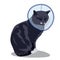 Vector stock illustration of a cat in a collar after surgery. The kitten is angry and dissatisfied.