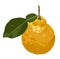 Vector stock illustration of a citron. Yellow sour citron fruit ripe cut into pieces with mint leaves.