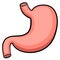 Vector stomach digestive system organ