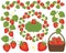Vector Strawberries Set Included Basket, Wreath, Frame and Flowers. Vector Strawberry.