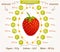 Vector strawberry infographics.