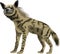 Vector striped hyena