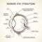 Vector structure of the human eye
