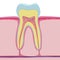 Vector structure of human tooth. anatomy on white background.