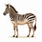 Vector Style Zebra Cook On Hind Legs - High Resolution Illustration