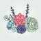 Vector succulents floral composition. Succulent ornament. Natur